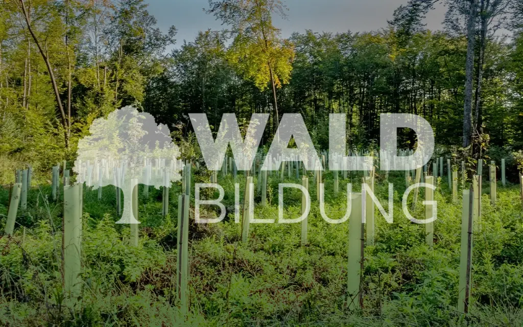 Waldbildung Projekt-Musterfoto