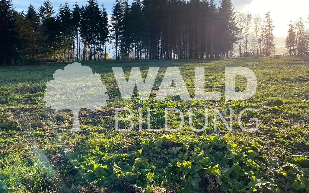 Projekt 45 – Steinhaus