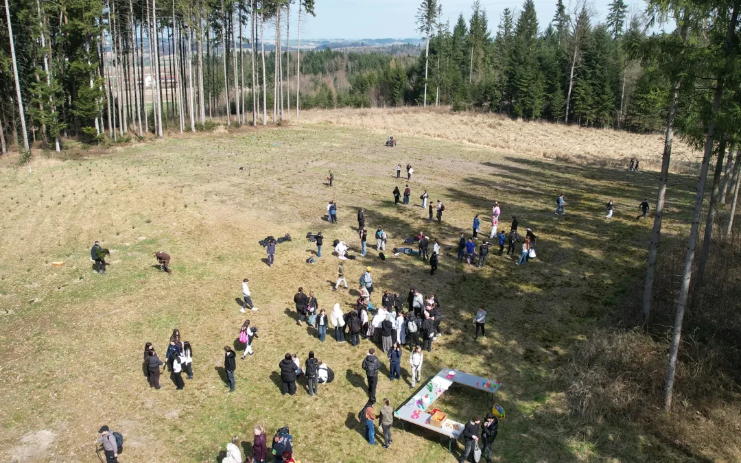 Pressebericht von meinbezirk.at zu Projekt 51 (Aufforstung in Wels – Niederthan)